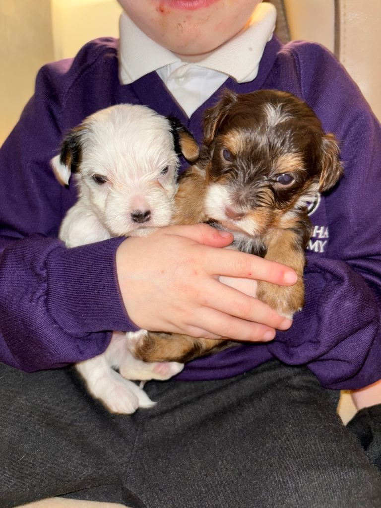 🐶 Rare coloured purebred Yorkshire terriers 🐶