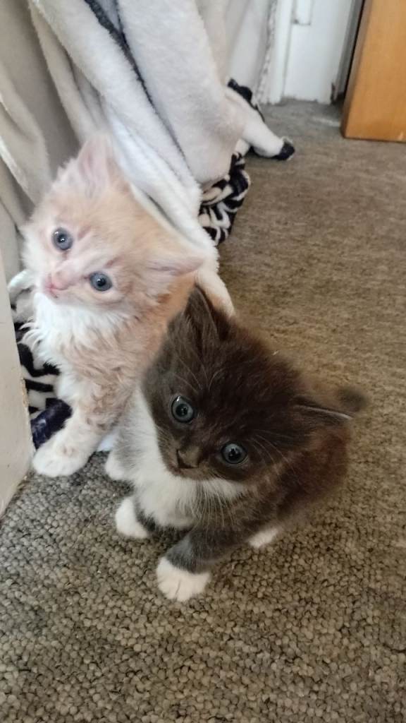 Kittens 