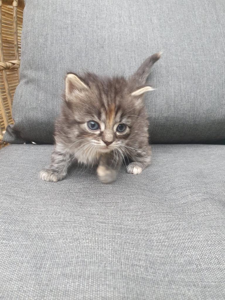 Ragdoll cross beautiful and healthy kittens 