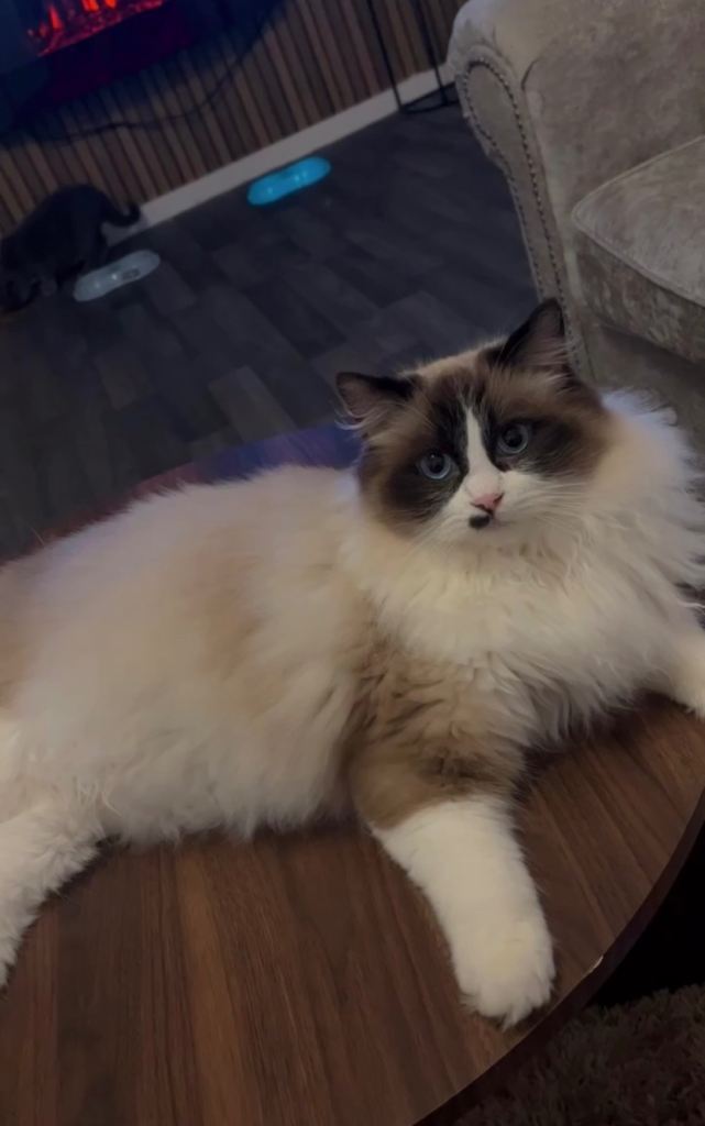 Ragdoll