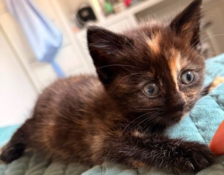 Four beautiful kittens for sale all looking for new forever loving homes 