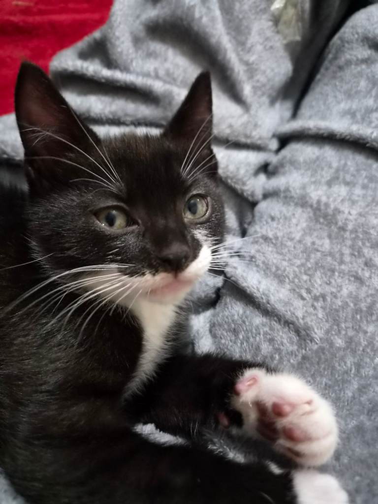 8 week old kittens