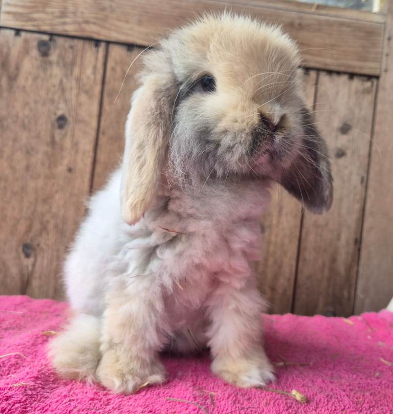 Cashmere coated Mini lop doe 