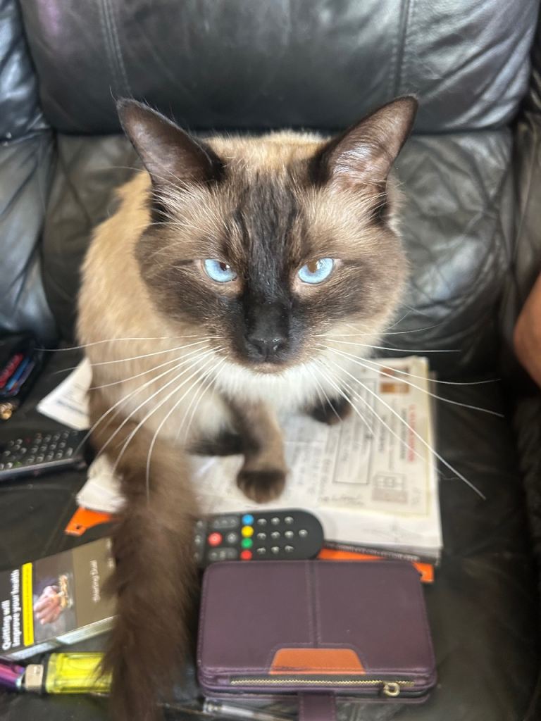 Male female ragdoll
