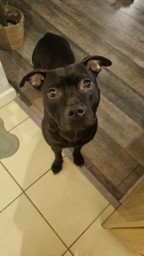 1 year old staffy - Bruno 