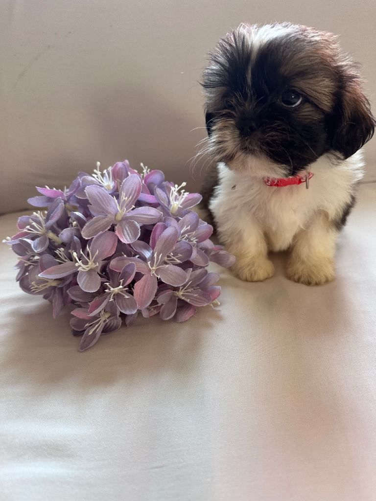 Shih Tzu puppy’s 