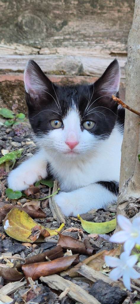 2 beautiful kittens 