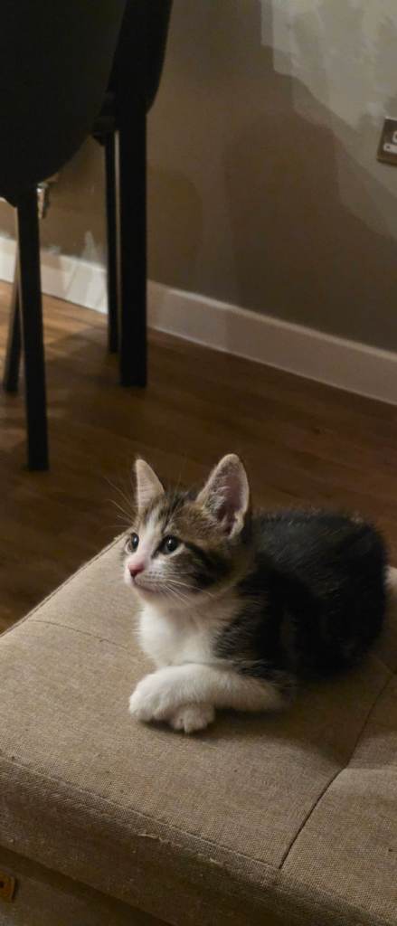 Adorable Kittens looking for a new home