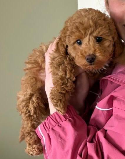Toy Poodle 9 weeks old Belfast 
