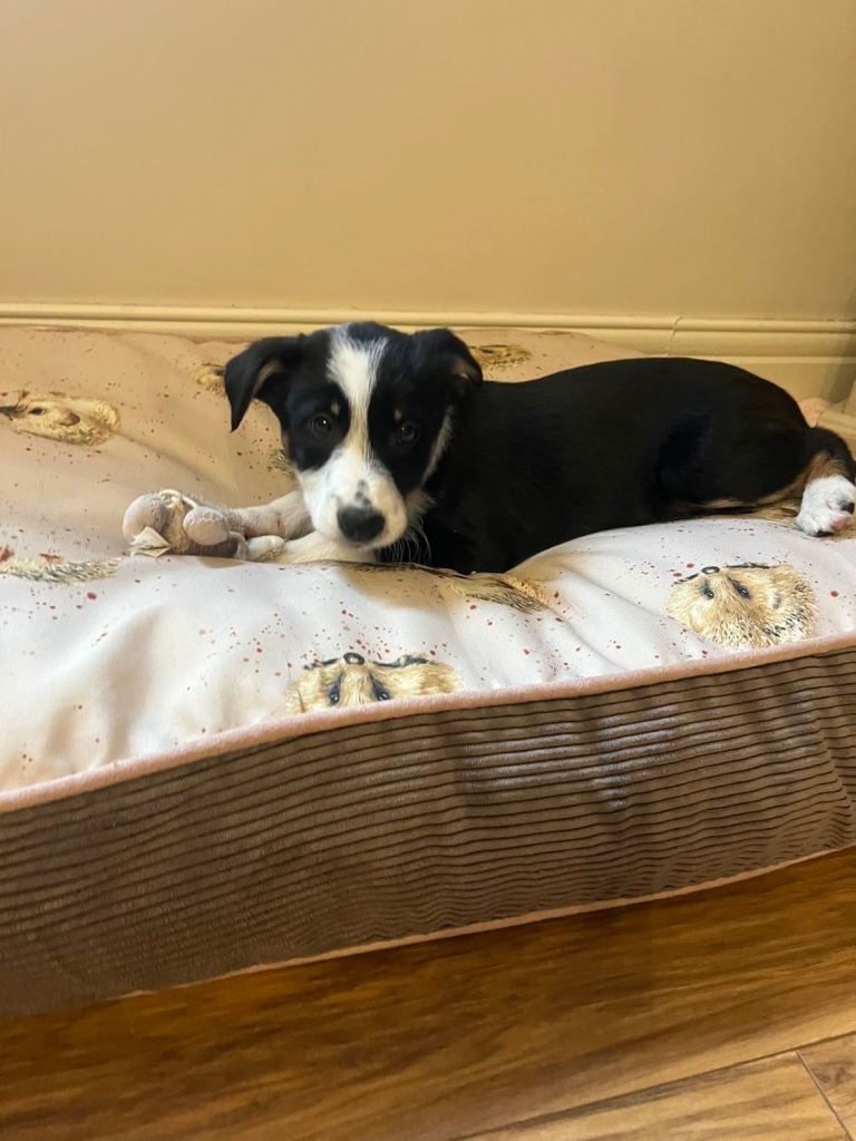 Border Collie Puppy 