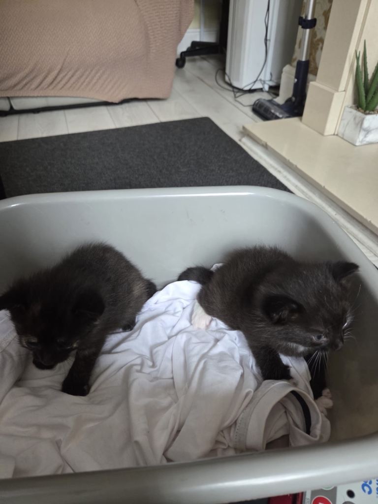 2 black female kittens - 6 weeks old 