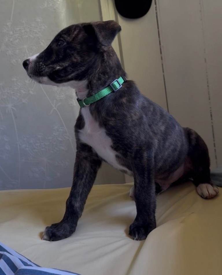 Lurcher Puppies