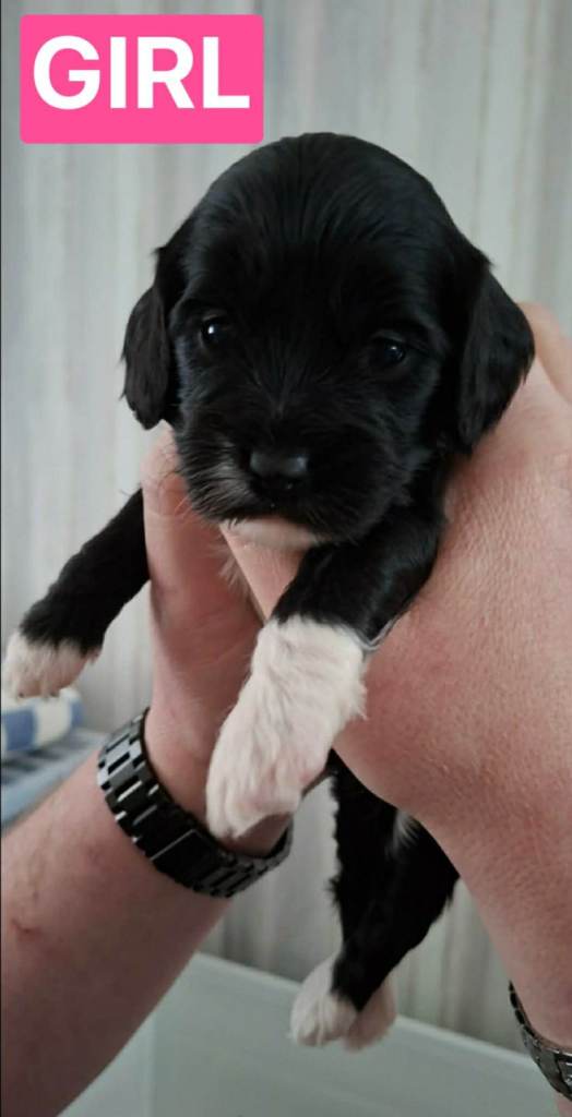 Outstanding miniature  cockapoo puppies 