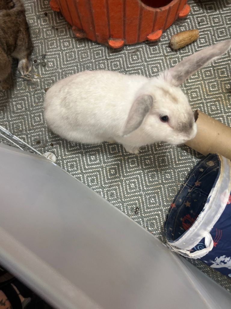 3 male rabbits 