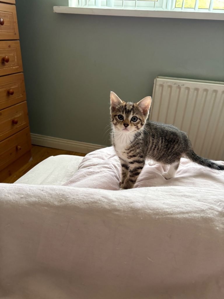 Kittens for sale