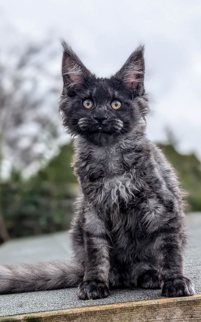 Pedigree Tica registered Maine coon girl