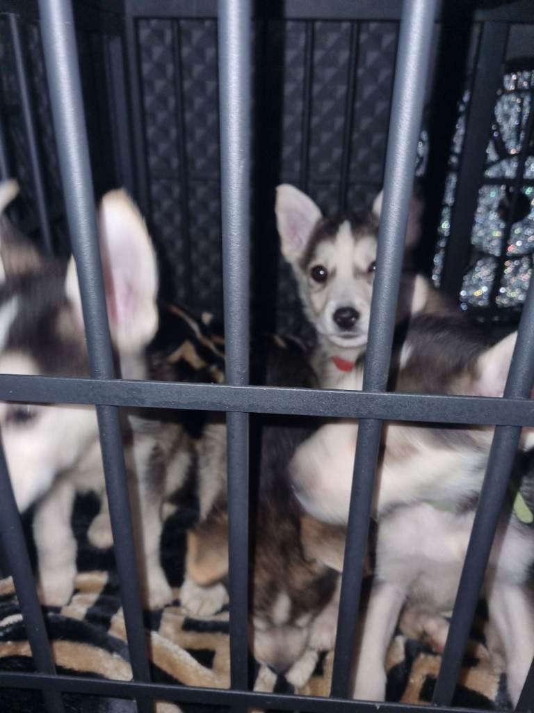 Shepsky pups forsale 