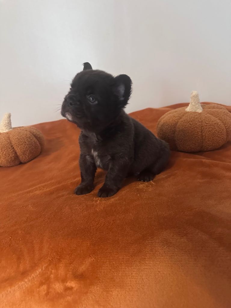 Fluffy frenchie puppies