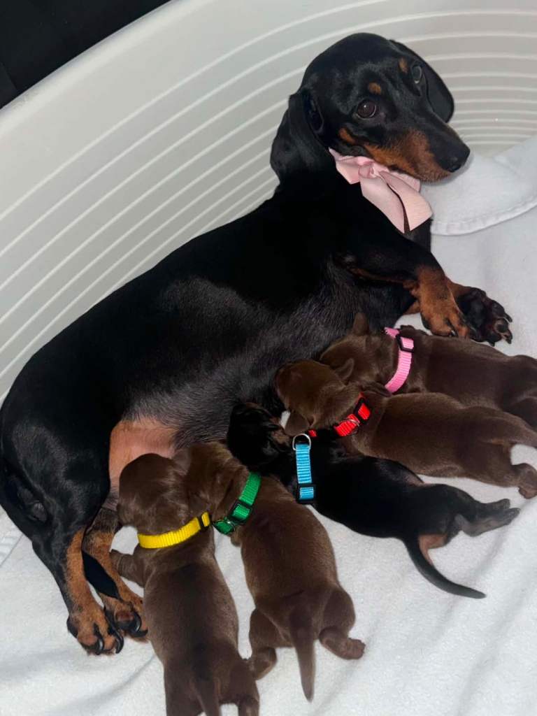 Stunning Litter of Miniature Dachshund Puppies (Isabella Carriers)