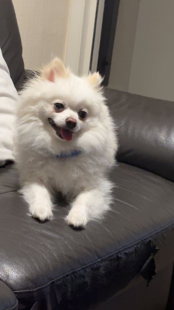 Pomeranian for Sale 