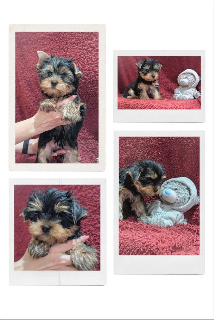 Pedigree Yorkshire Terrier puppies 