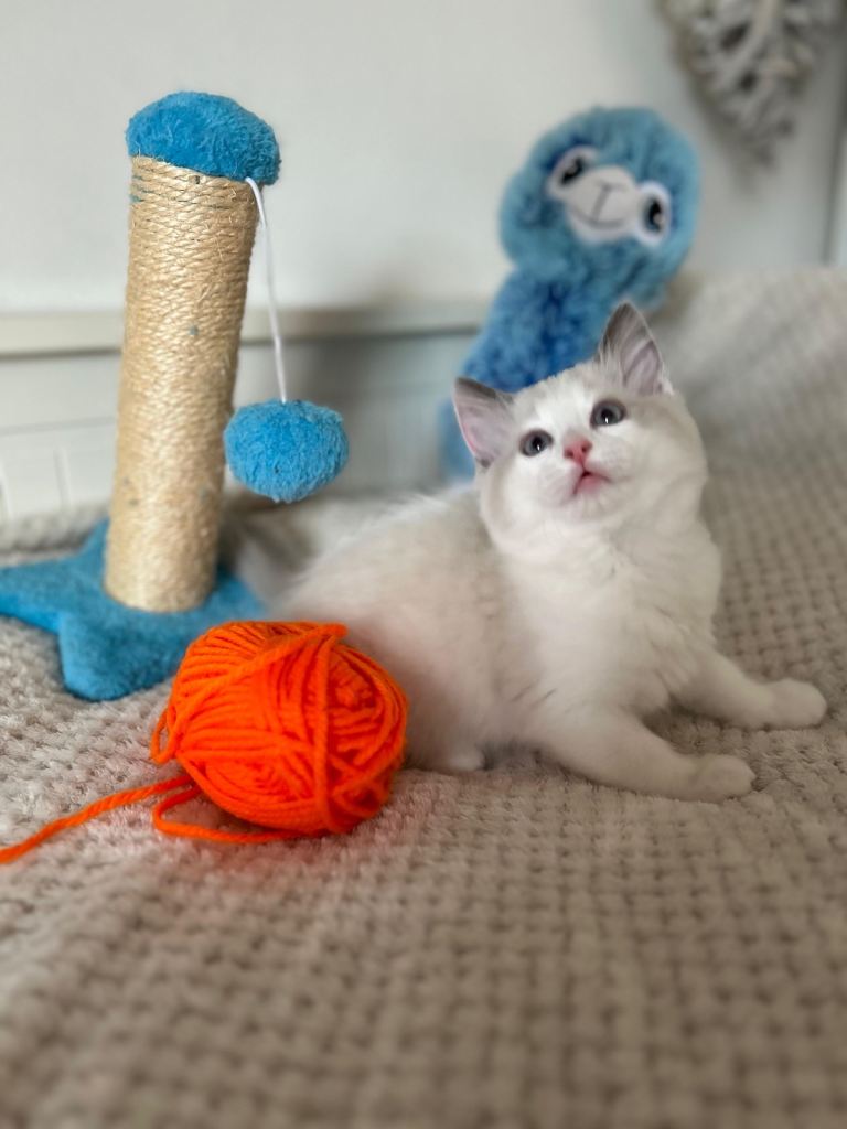 GCCF Ragdoll kittens for sale 