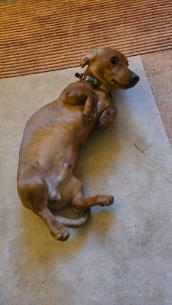 1 x male 1 x female Dachshund for sale