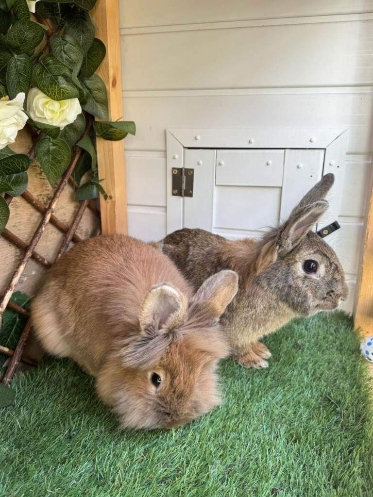 two rabbits for sale