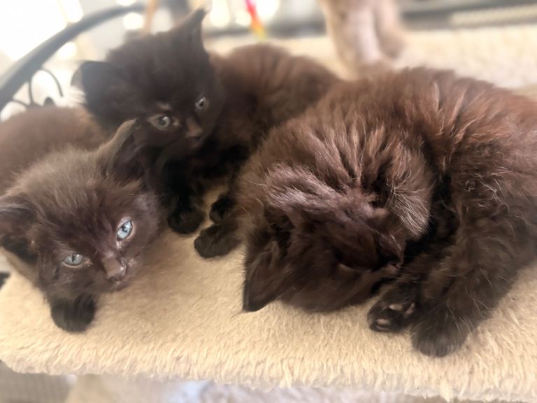Nebelung x kittens fluffy READY NOW