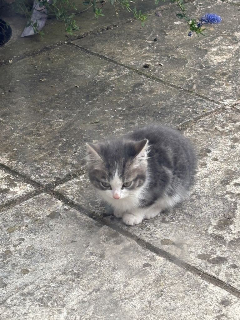 Beautiful kittens 