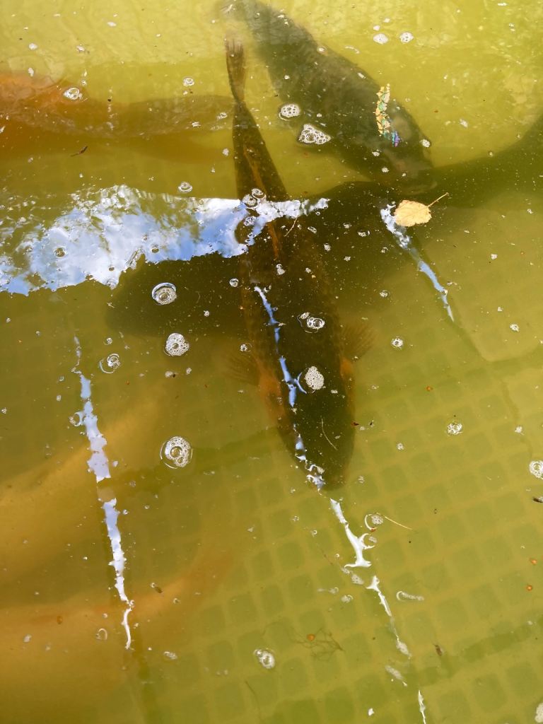 Large koi 
