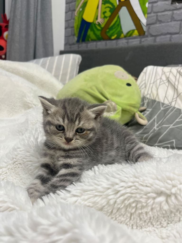 British shorthair kittens aged 5 weeks blue & tabby 