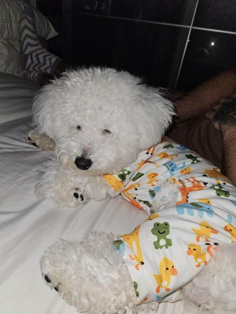 Dog