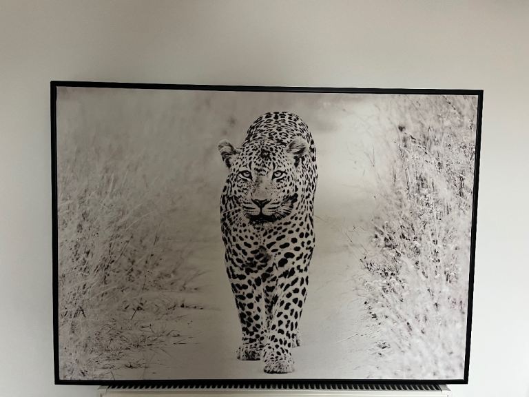 Very Large Framed Monochrome black & white snow Leopard Canvas picture 