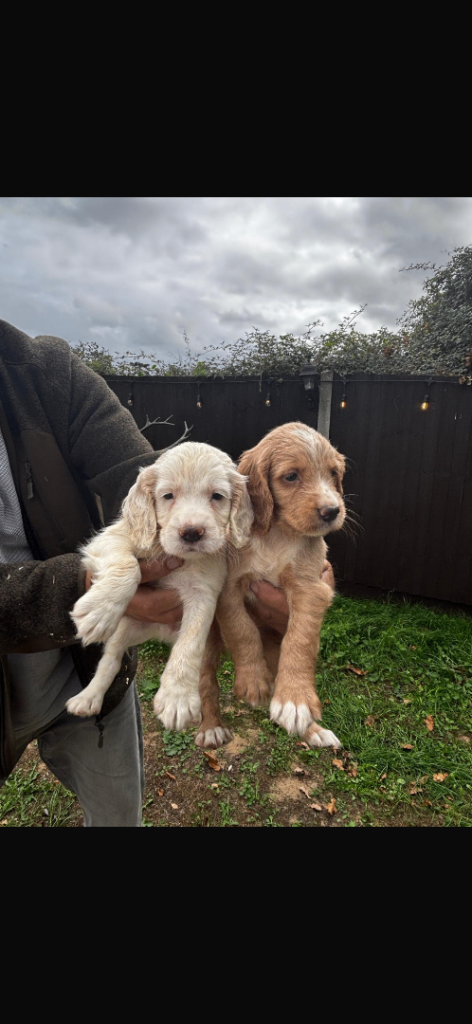 Beautiful cocker spaniel puppies 