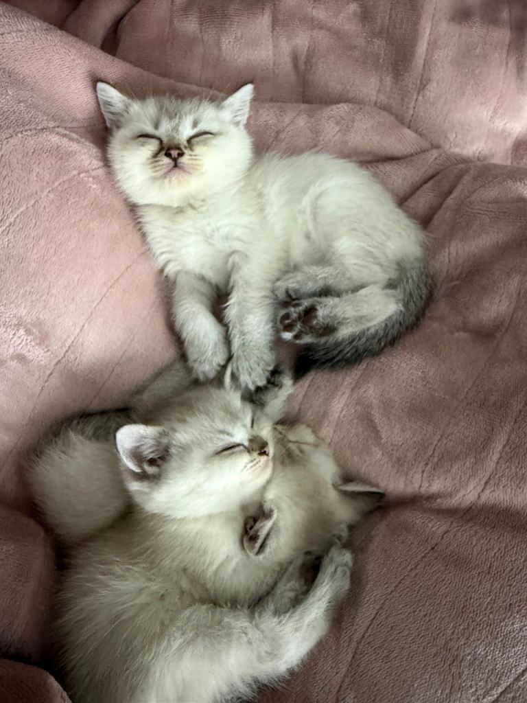 2 full pedigree British short hair kittens-female - ready to collect 