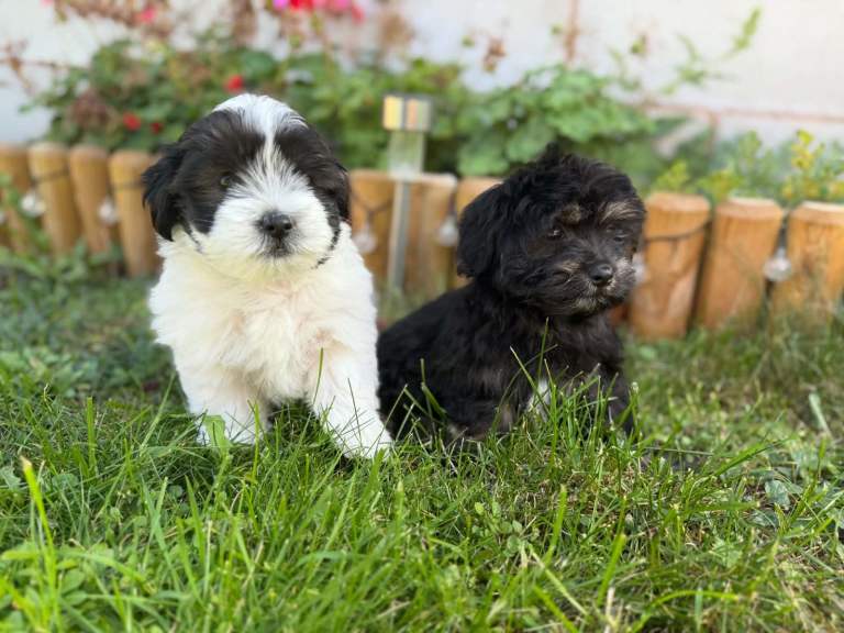 Malshi puppies 