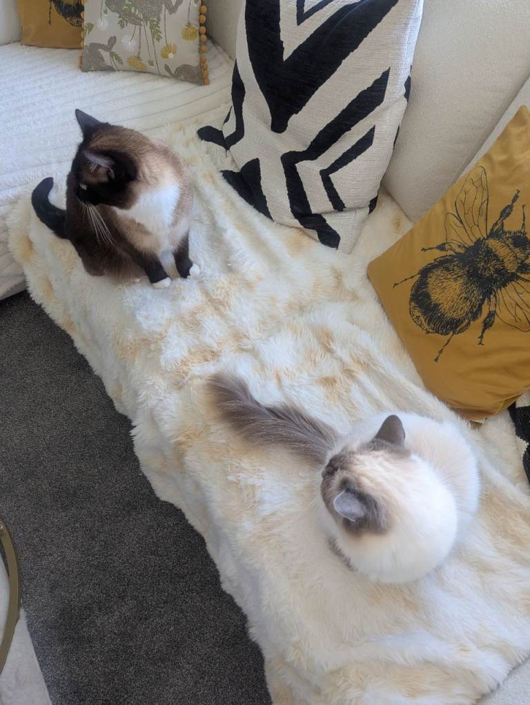 2 Ragdoll Cats