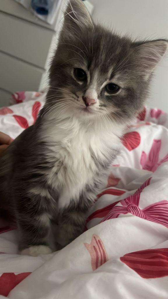 Grey male kitten 