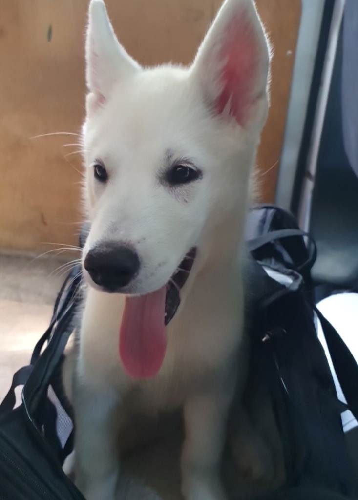 White female husky pups. Can go for walks this friday!
