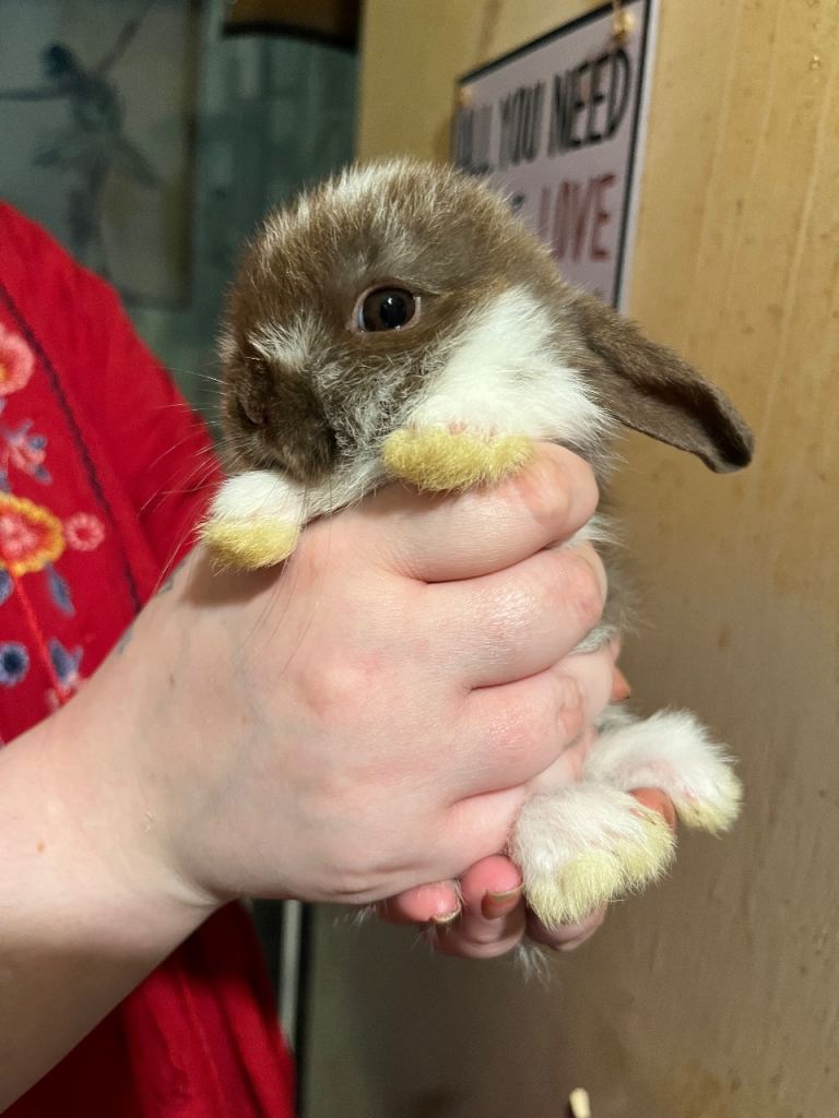 Netherland Dwarf / Minilop Bunnies 