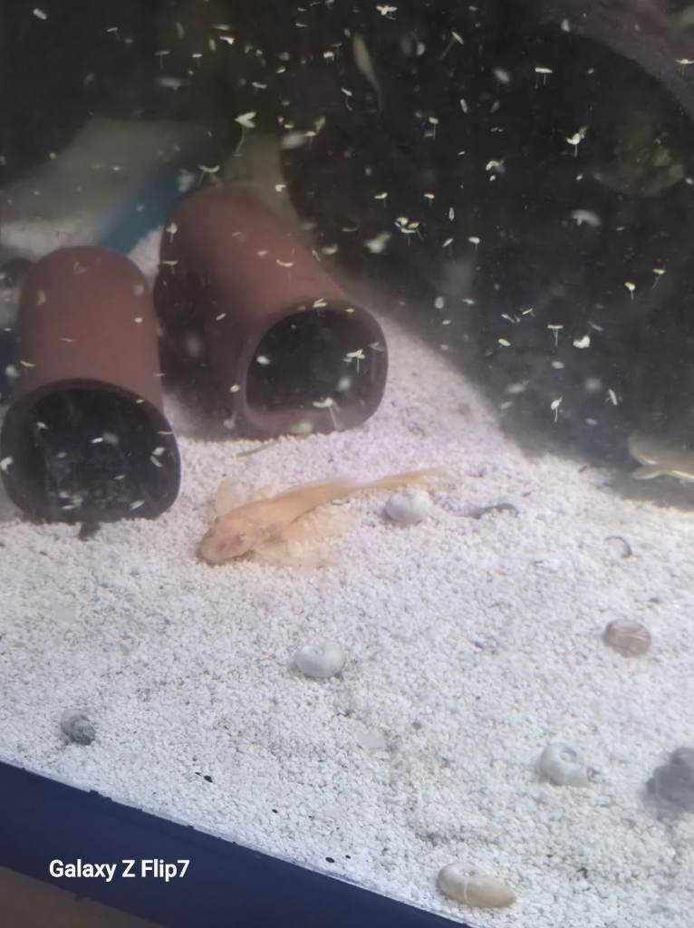 Fish for sale updated