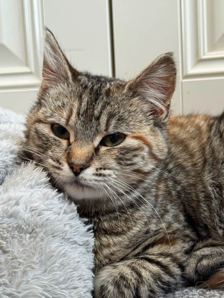 Two female cats 
