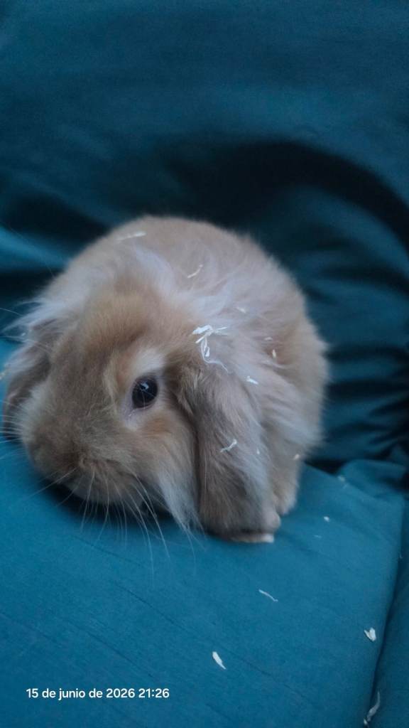 Cute furry bunny 