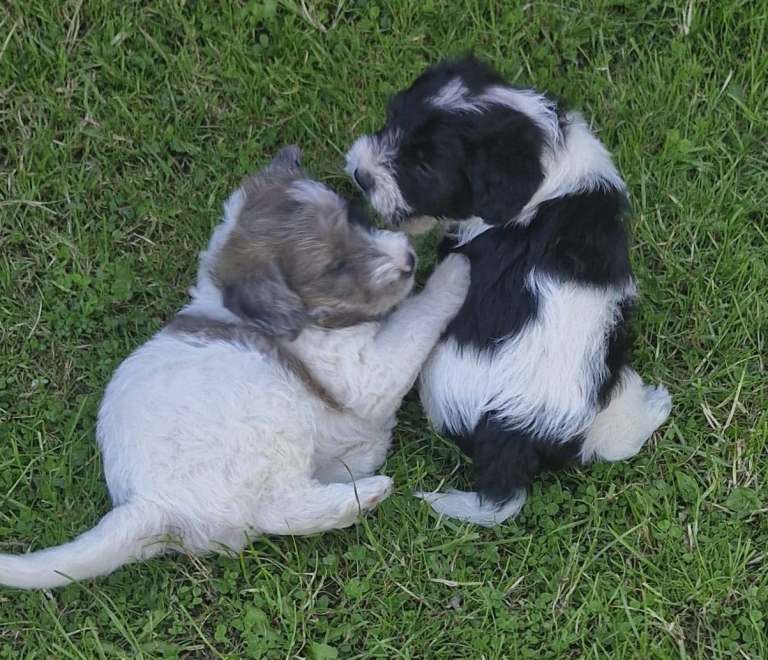 3 beautiful Jackapoo puppies