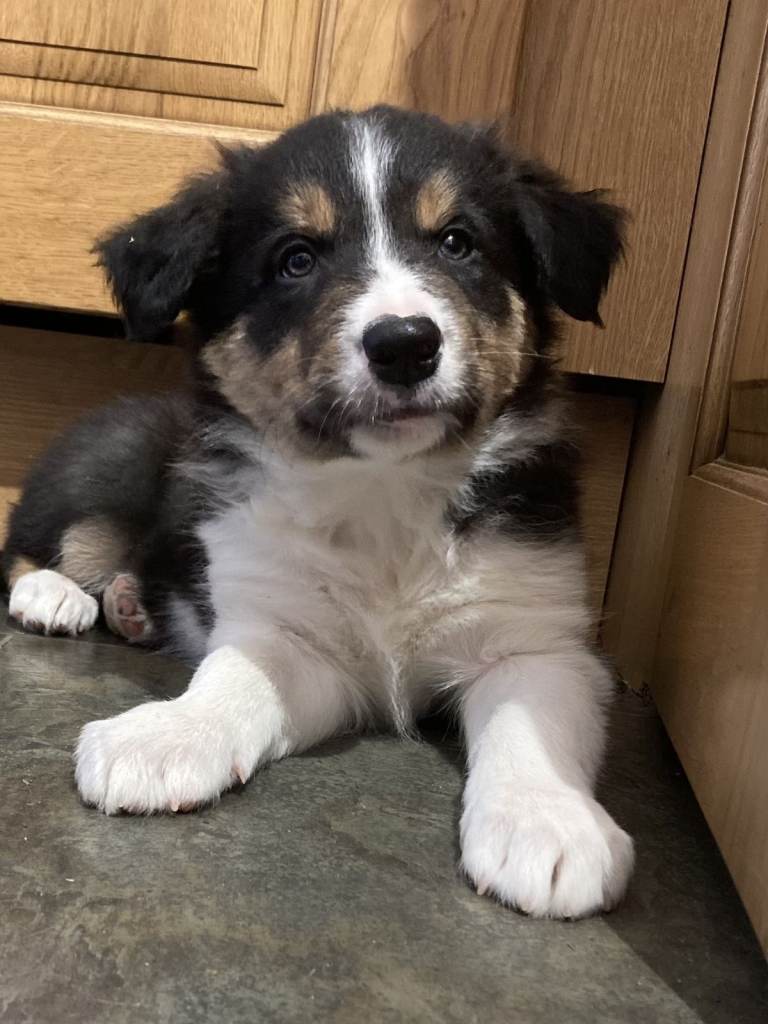  Border Collie Puppies for Sale - 2 BOYS. 2 GIRLS  