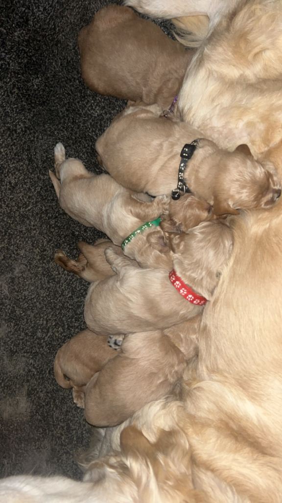 F1 goldendoodles for sale 7 left viewings available next week. 