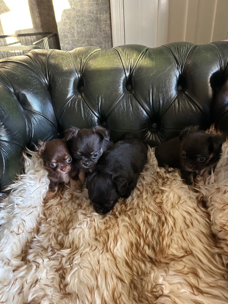 Tea cup chihuahua pups