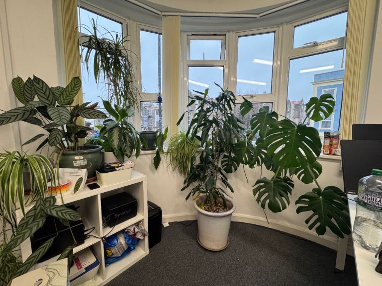 House Plants for Sale