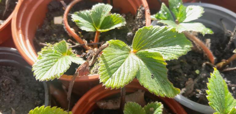 STRAWBERRY PLANTS 6 FOR £5